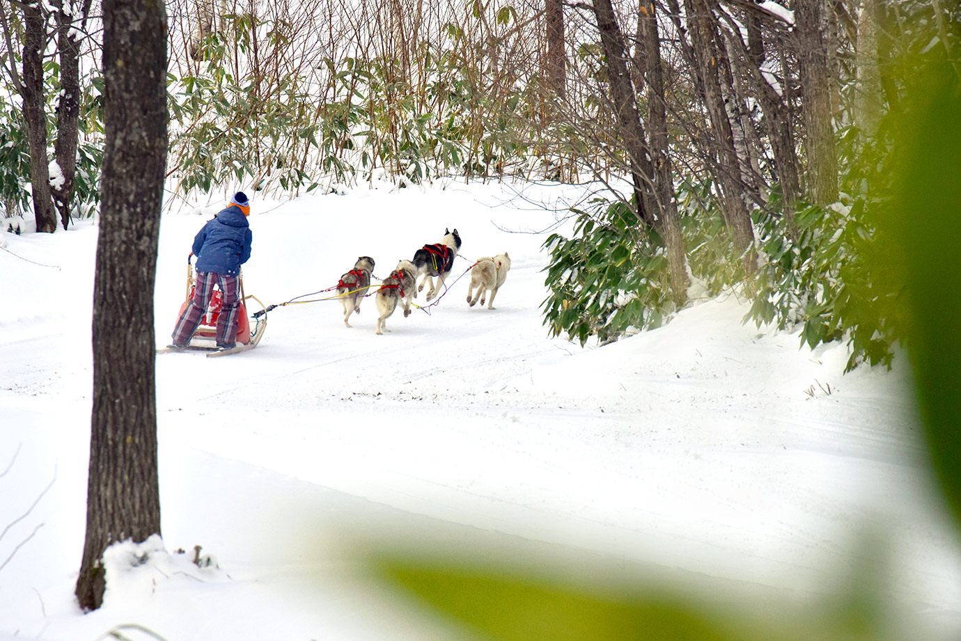 木製 手押し そり 昭和レトロ オレンジ8 曲げ木 犬ぞり 犬そり ガーデニング Amazon.co.jp: 折りたたみ式木製そりオリジナル木製スキー車スケート