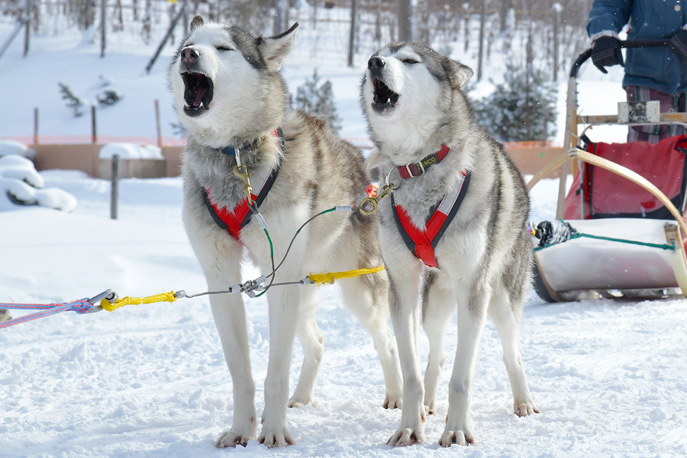 いつか見た童話の世界がここに！ 北海道・上川町で犬ぞり体験｜すごい
